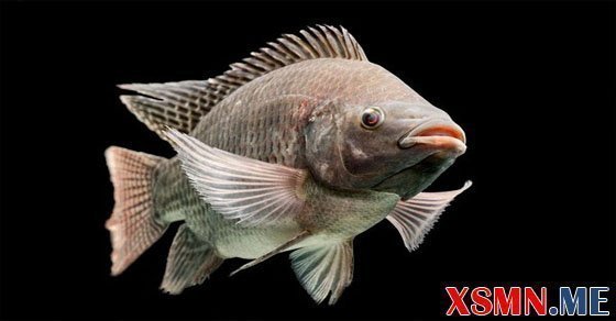 Mơ thấy cá rô đánh số mấy? - Ý nghĩa giấc mơ cá rô