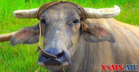 Mơ thấy con trâu số mấy? - Chiêm bao mơ thấy trâu đuổi là điềm gì?