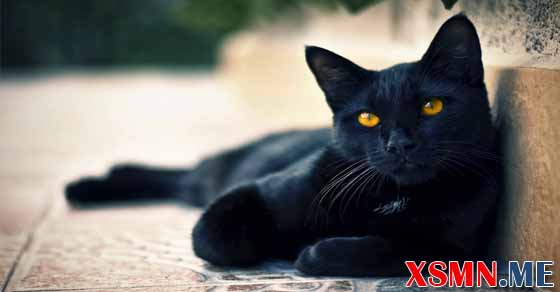 Chiêm bao thấy mèo đen là điềm báo gì
