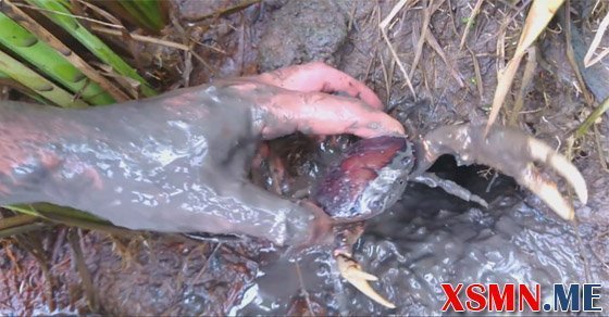 Ngủ mơ con cua đánh con gì? - Mơ thấy bắt cua điềm báo hung hay cát?
