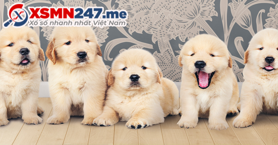 Mơ thấy đàn chó điềm báo hung hay cát