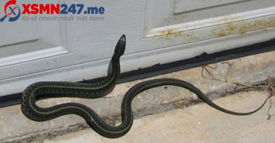 Mơ thấy rắn bò vào nhà là điềm báo hung hay cát?