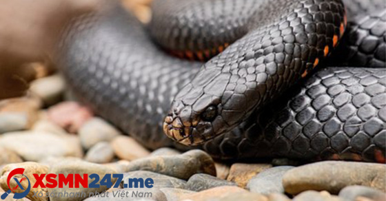 Ngủ mơ thấy rắn đen là điềm báo tốt hay xấu?
