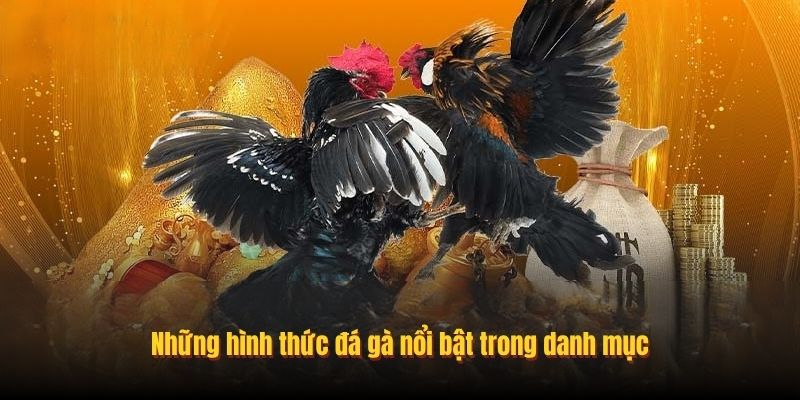 Những hình thức đá gà nổi bật trong danh mục
