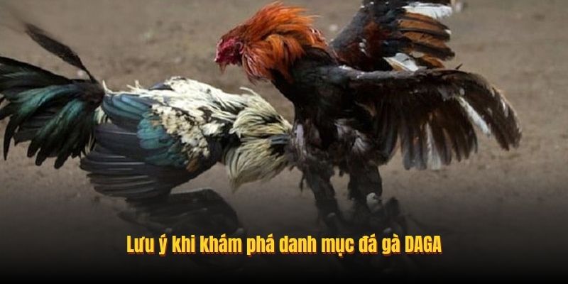 Lưu ý khi khám phá danh mục đá gà DAGA